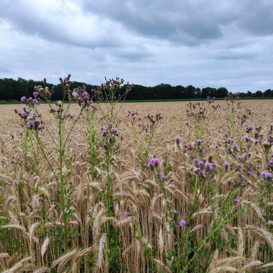 Landbrise Petersfeld